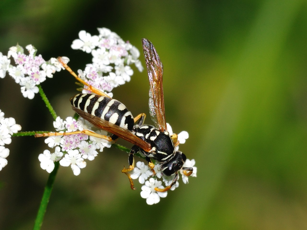 probabilmente Polistes gallicus, maschio a righe bianco/nere